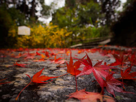 The leaves turn yellow in the fall. Japanese autumn leaves. (Fall in Japan is very beautiful)の写真素材