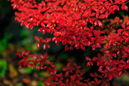 The leaves turn yellow in the fall. Japanese autumn leaves. (Fall in Japan is very beautiful)