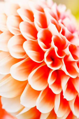 Dahlia flowerの写真素材
