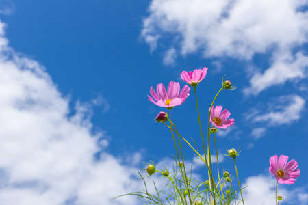 Cosmos flowers bloomingの写真素材
