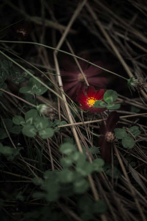 Cosmos flowers bloomingの写真素材
