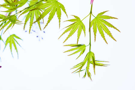 Fresh green leaves and background