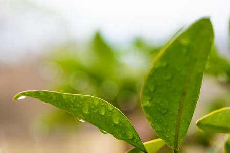 Fresh green leaves and background