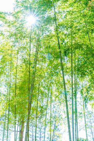 Fresh green leaves and background