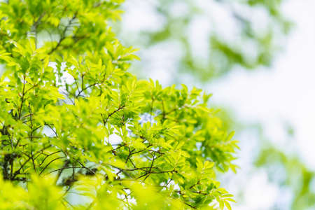 Fresh green leaves and background