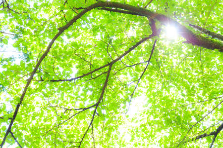 Fresh green leaves and background