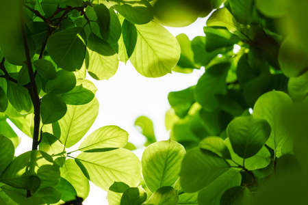 Fresh green leaves and backgroundの写真素材