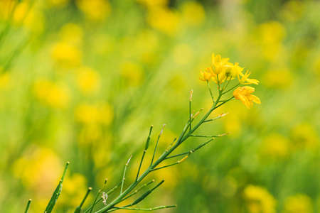 Rape blossom, flowers of canolas