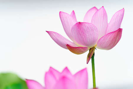 lotus flower blooming in summer pond with green leaves as backgroundの写真素材