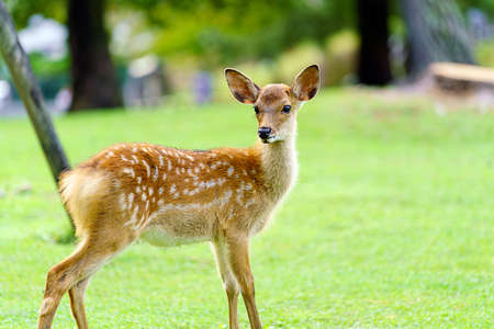 Deer in Nara Park have been protected very carefully since ancient timesの写真素材
