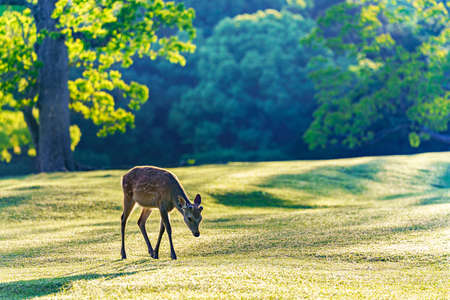 Deer in Nara Park have been protected very carefully since ancient timesの写真素材