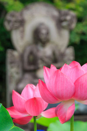 Lotus flower blooming in summer pond with green leaves as background
