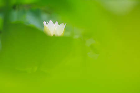 Lotus flower blooming in summer pond with green leaves as backgroundの写真素材