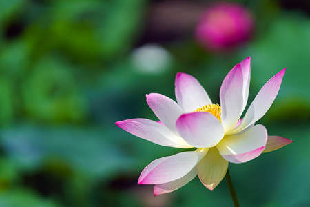 Lotus flower blooming in summer pond with green leaves as background