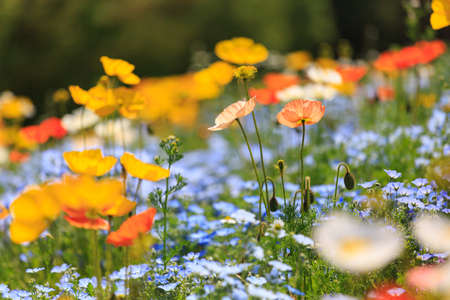 Landscape of poppy flowers fieldの写真素材