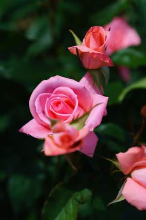 Rose flower in the rose garden
