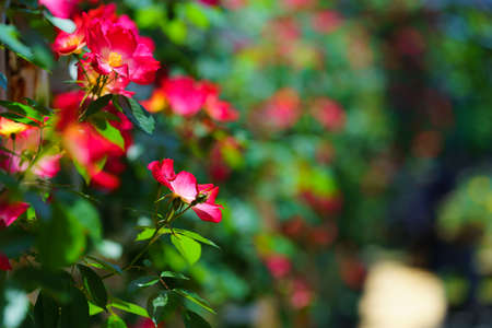 Rose flower in the rose gardenの写真素材