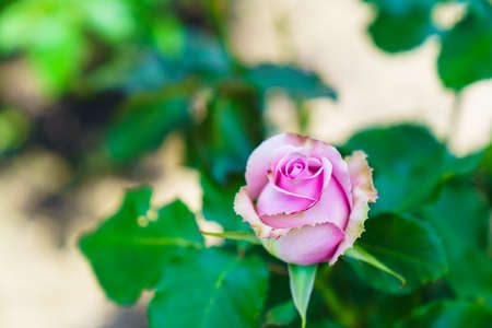 Rose flower in the rose gardenの写真素材