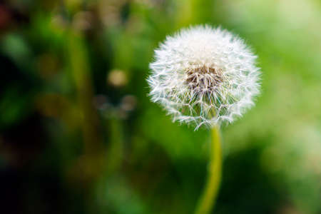 Dandelion on green background. Spring flowers on the ground