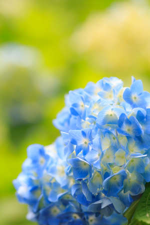 Hydrangea blossom in the gardenの写真素材