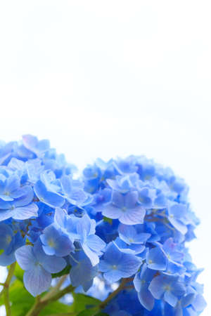 Hydrangea blossom in the gardenの写真素材