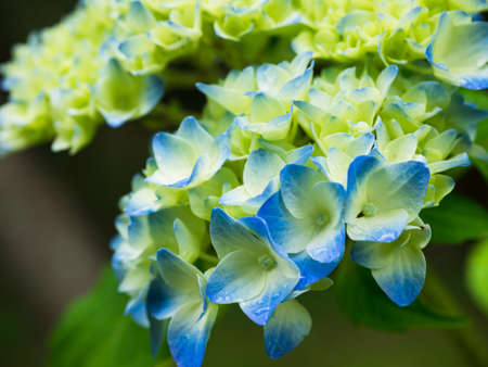 Hydrangea blossom in the gardenの写真素材