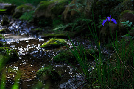 Japanese iris flowers on green background
