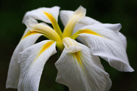 Japanese iris flower