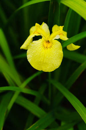 Japanese iris flowers on green background
