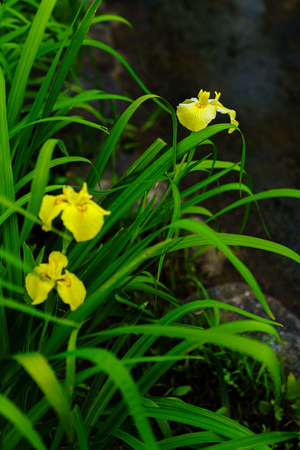 Japanese iris flowers