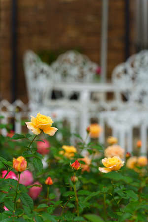 Rose flower in the rose gardenの写真素材