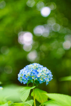 Hydrangea blossom in the gardenの写真素材