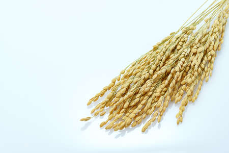 Japanese white rice, natural rice grain for background and textureの写真素材