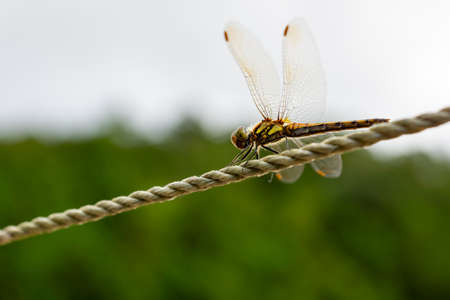 Dragonfly on green leaf. (in Japanese autumn)の写真素材