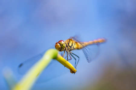Dragonfly on green leaf. (in Japanese autumn)の写真素材