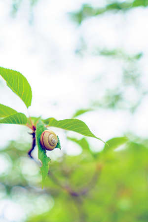 Snail in the garden on green leafの写真素材