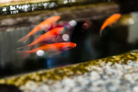 Colorful Japanese Koi Carp fish in pondの写真素材