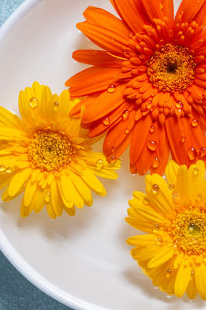 Gerbera flower on wooden tableの写真素材