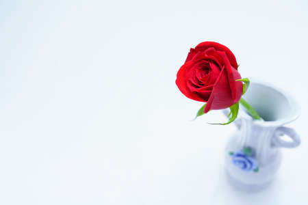 Rose flower and background textureの写真素材