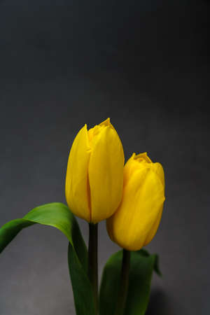 Tulip on on black backgroundの写真素材