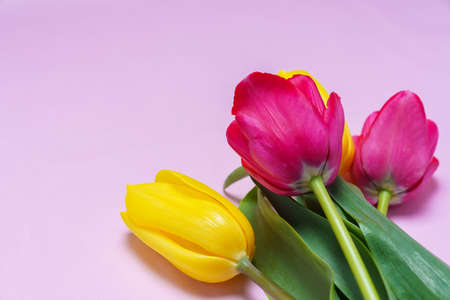 Tulip on on color background