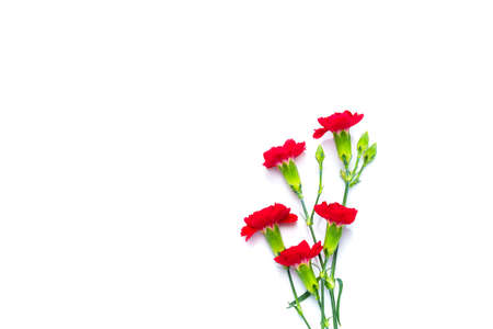 Carnation flower on white backgroundの写真素材