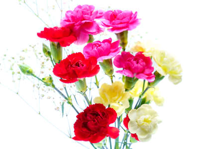 Carnation flower on white backgroundの写真素材