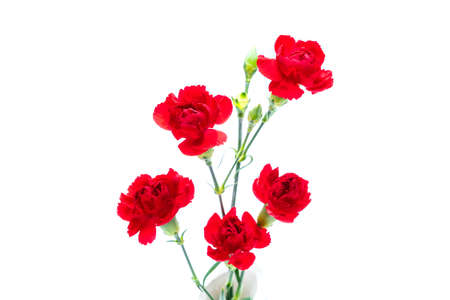 Carnation flower on white background