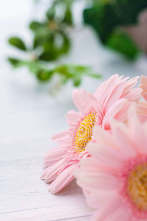 Gerbera flower on wooden tableの写真素材