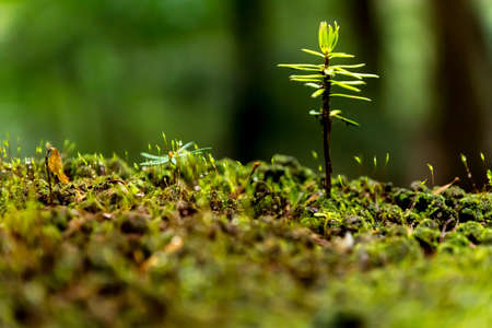 Fresh green leaves and backgroundの写真素材