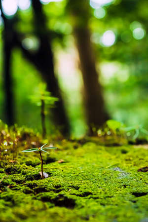 Fresh green leaves and backgroundの写真素材