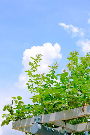 clouds in blue skyの写真素材