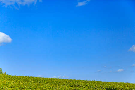 Green tea plantation in Japanの写真素材