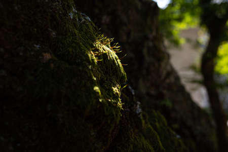 Light shining into the mossy forest